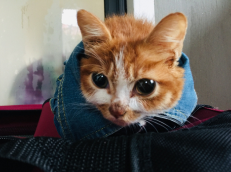 寶寶睡前故事：親一親，抱一抱