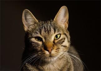 學齡寶寶睡前故事 樓上的小貓