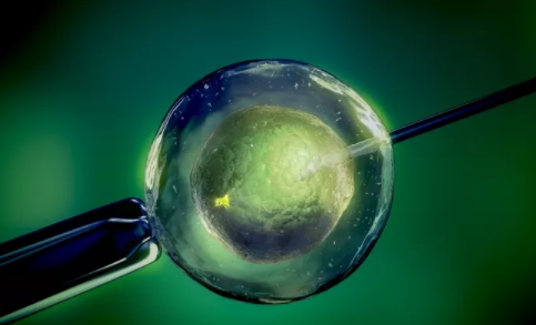 人工授精成功率是多少 降低人工授精成功率的原因