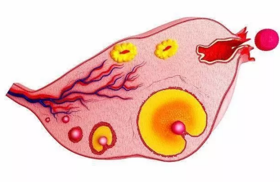 受精卵著床出血幾天 受精卵著床出血多嗎