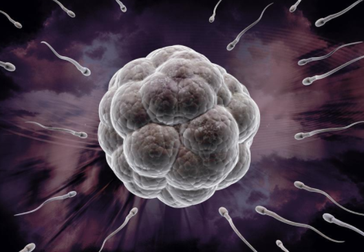 卵泡發(fā)育不良怎么治 卵泡發(fā)育不良治療方法