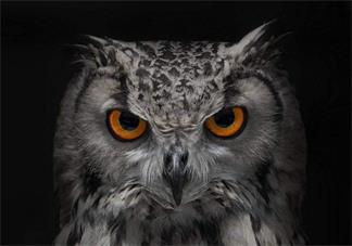 寶寶睡前小動物故事 小嬌嬌