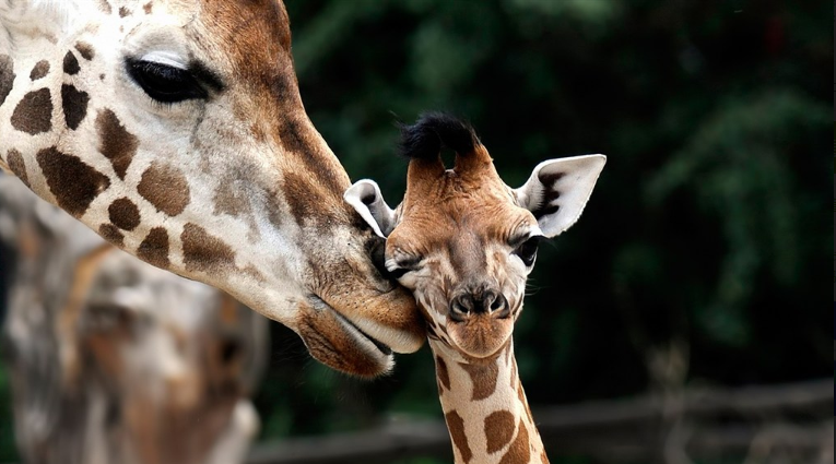 姓高的男孩霸氣名字怎么起 姓高帶金的男孩名字怎么起