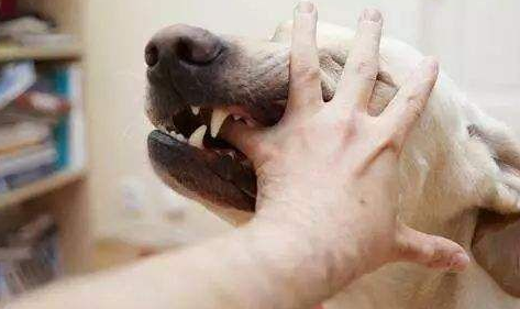 男童被狗舔后死亡是怎么回事 預防狂犬病的正確方法