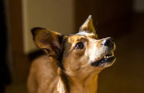 孩子被狗舔也會有危險嗎 9歲男孩被狗舔手后死亡 孩子被狗舔也會有危險嗎 9歲男孩被狗舔手后死亡