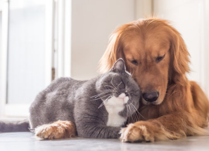 被狗咬傷一定要做24小時之內注射疫苗 被狗咬傷怎么辦 被狗咬傷一定要做24小時之內注射疫苗 被狗咬傷怎么辦