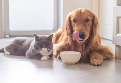 被狗咬傷一定要做24小時之內注射疫苗 被狗咬傷怎么辦 被狗咬傷一定要做24小時之內注射疫苗 被狗咬傷怎么辦