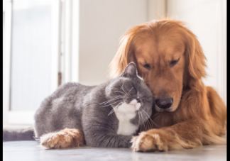 被狗咬傷一定要做24小時之內注射疫苗 被狗咬傷怎么辦