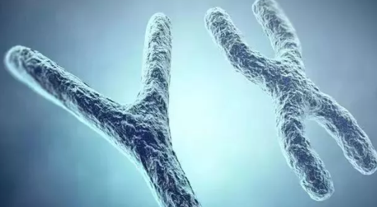 2019年2月12日受孕生男生女 農歷正月初八懷孕生男孩還是女孩