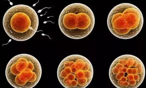 2019年2月13日受孕生男生女 農歷正月初九懷孕生男孩還是女孩