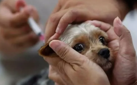 寶寶被狗咬傷的五個處理步驟 人是如何感染狂犬病的