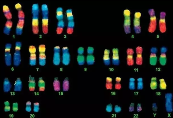 2019年2月23日受孕生男生女 農歷正月十九懷孕生男孩還是女孩