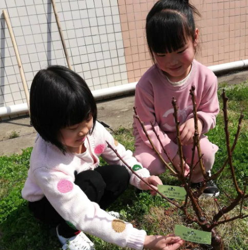 幼兒園小班植樹節報道2019 幼兒園小班植樹節活動報道
