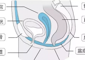 產后變松的不只是肚皮  盆底肌怎么恢復