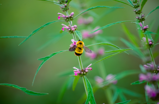 關于驚蟄的諺語和圖畫 今日驚蟄配什么圖好