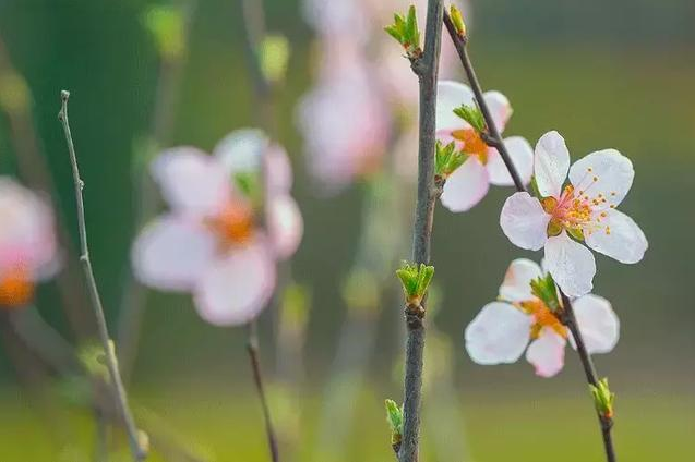 今日驚蟄心情說說2019 今日驚蟄說說配圖