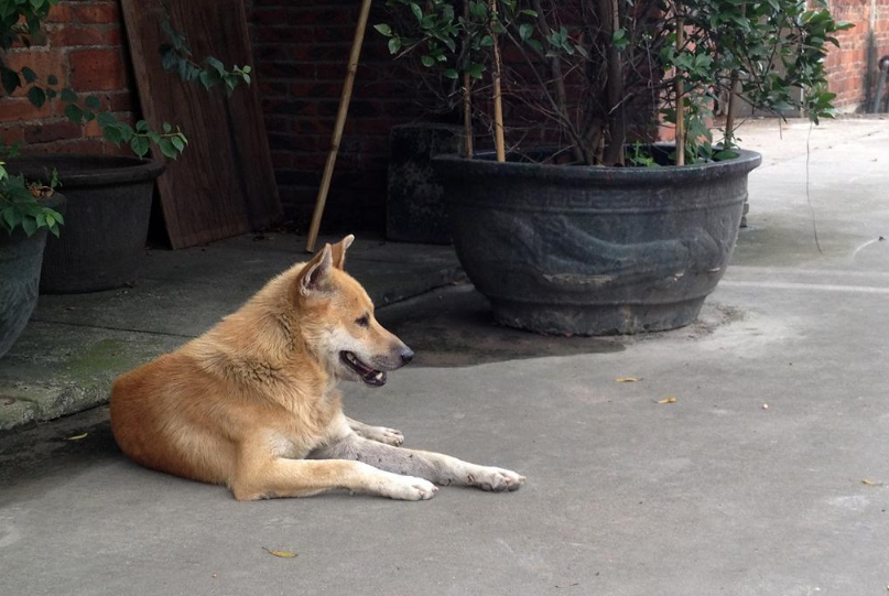 益智寶寶睡前故事 誰偷了雞寶寶