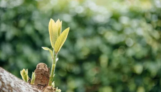 幼兒園植樹節(jié)主持詞 幼兒園植樹節(jié)活動(dòng)開場(chǎng)白