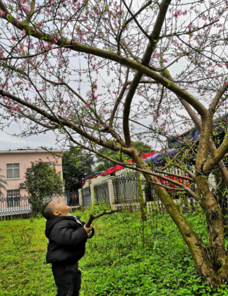植樹節通知內容怎么寫 2019植樹節活動通知