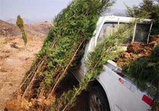 植樹節(jié)通知內(nèi)容怎么寫 2019植樹節(jié)活動(dòng)通知