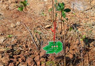 2019植樹節(jié)種樹心情說說 孩子過植樹節(jié)怎么發(fā)說說朋友圈