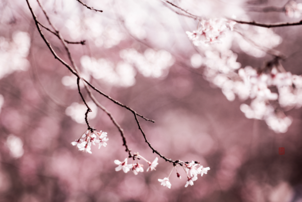 朋友圈賞櫻花發(fā)什么心情說說 看櫻花心情說說感慨
