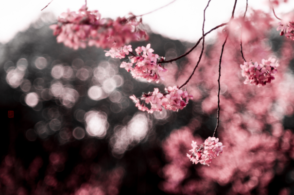 朋友圈賞櫻花發(fā)什么心情說說 看櫻花心情說說感慨