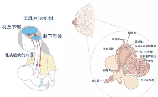 產后喝母雞湯催乳嗎 產后催乳的正確時間 產后喝母雞湯催乳嗎 產后催乳的正確時間