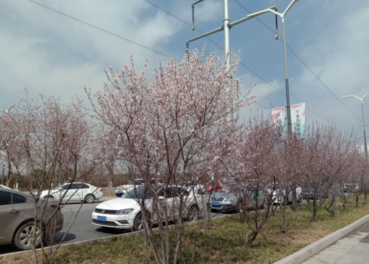 春天外出去踏青說說 三月踏青的說說怎么發 春天外出去踏青說說 三月踏青的說說怎么發