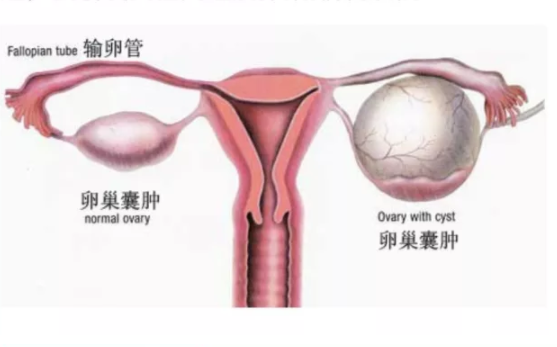 促進卵泡發育的食物有哪些 卵泡發育不良怎么調理