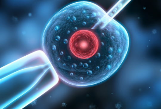 試管嬰兒取卵前要做哪些準(zhǔn)備 試管嬰兒取卵后注意事項