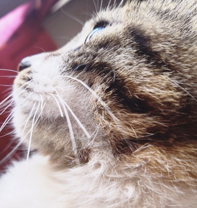 心態(tài)平靜心情感慨 心態(tài)平靜的說(shuō)說(shuō)朋友圈