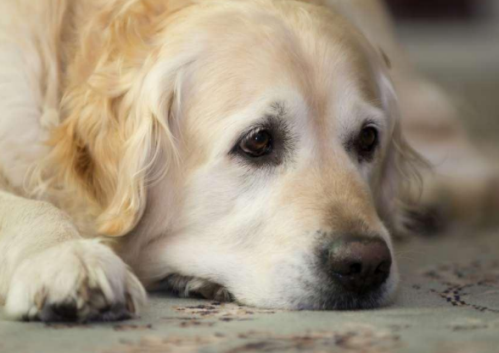 如何判斷孩子是不是自閉癥 孩子自閉癥的早期癥狀