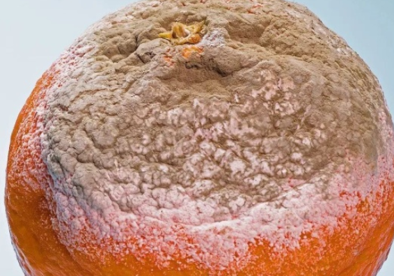 發(fā)霉的食物去掉壞的可以吃嗎 發(fā)霉食物注意事項(xiàng)