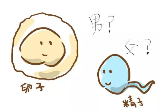 2019年4月2日孕生男生女 農(nóng)歷二月二十七懷孕是男孩還是女孩