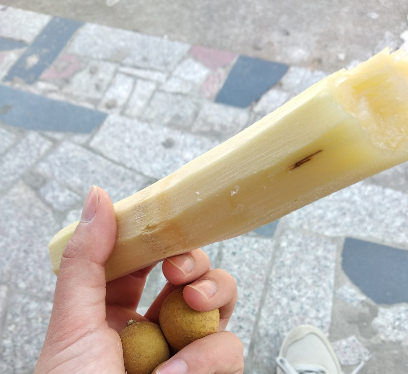 甘蔗心發淺褐色能吃嗎 甘蔗發紅了可以吃嗎 甘蔗心發淺褐色能吃嗎 甘蔗發紅了可以吃嗎