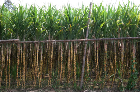 去皮甘蔗變色能吃嗎 甘蔗怎么保存不變質