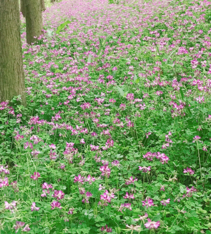 周日早安心語(yǔ) 周日休息的早安說(shuō)說(shuō)