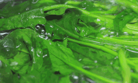 香椿炒雞蛋中毒是怎么回事 這些菜吃前一定要焯水