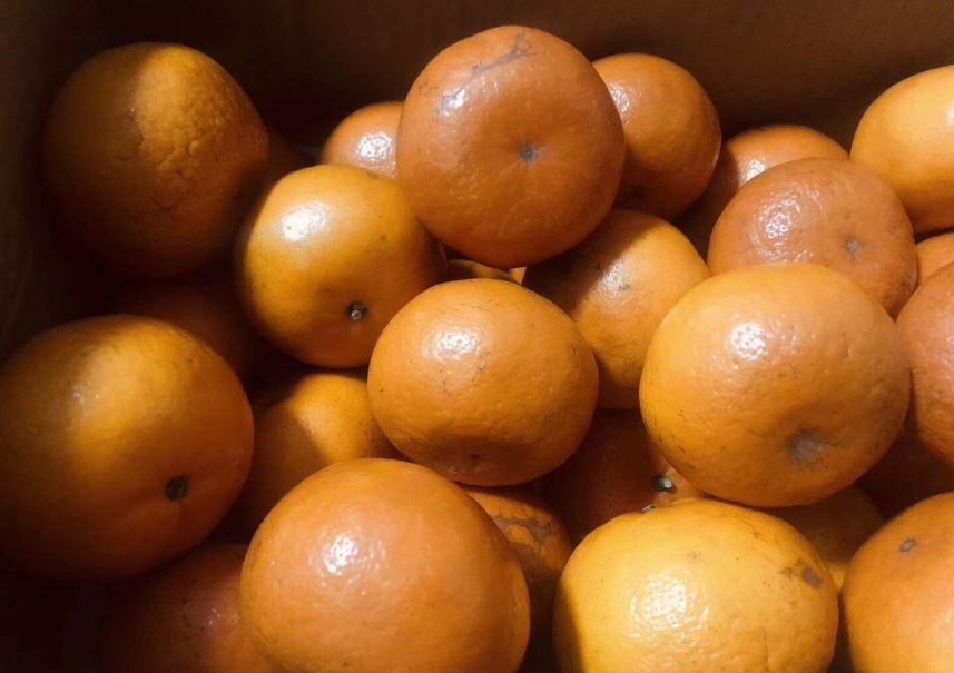 懷孕可以吃茂谷柑嗎 茂谷柑吃多了上火嗎