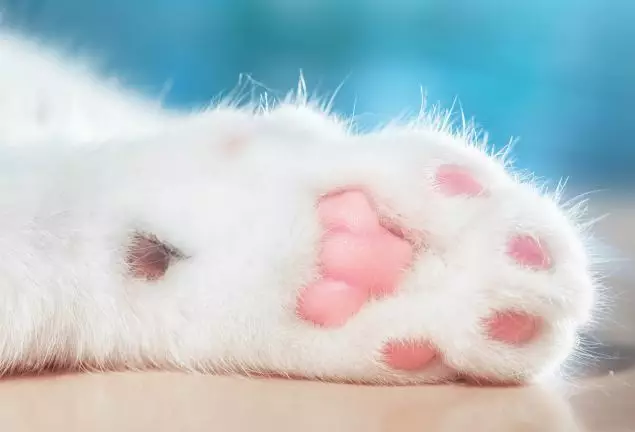 孩子吃哪些東西會導(dǎo)致小兒胃石癥 孩子吃什么東西會讓肚子里產(chǎn)生石頭