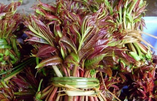 孕早期孕婦香椿可以吃嗎 孕婦一天能吃多少香椿