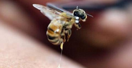 寶寶被蜜蜂蟄了怎么辦 寶寶被蜜蜂蟄了有危險嗎 寶寶被蜜蜂蟄了怎么辦 寶寶被蜜蜂蟄了有危險嗎