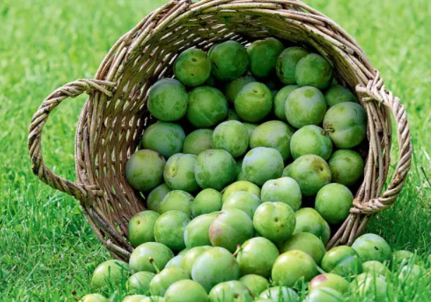 哺乳期能吃青梅嗎 哺乳期吃青梅影響母乳嗎