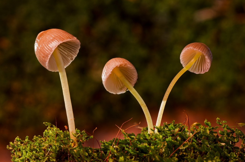 孩子生病要忌口哪些食物 忌口孩子要避開哪些食物