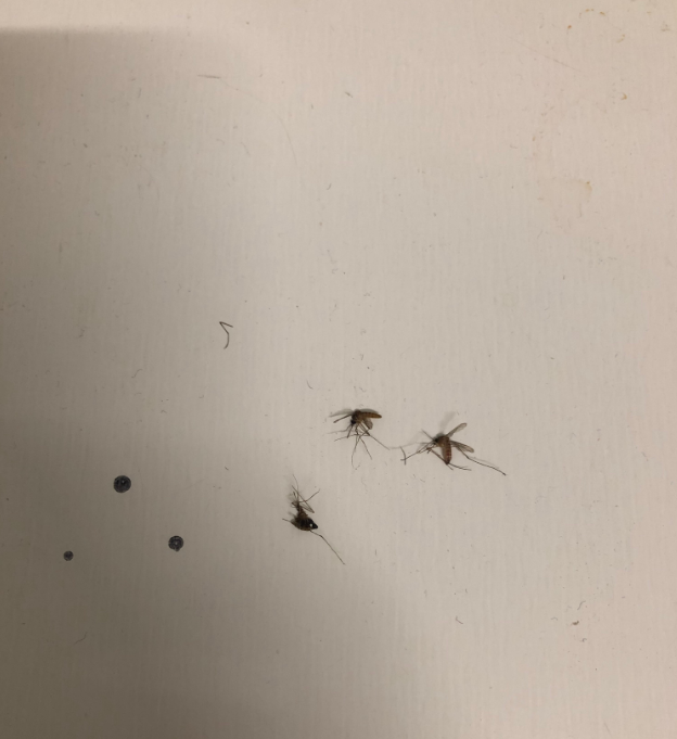 被蚊子咬醒的搞笑句子 睡到半夜被蚊子咬說(shuō)說(shuō)朋友圈