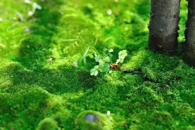 孩子積食和地圖舌有什么聯(lián)系 孩子地圖舌是因為積食嗎