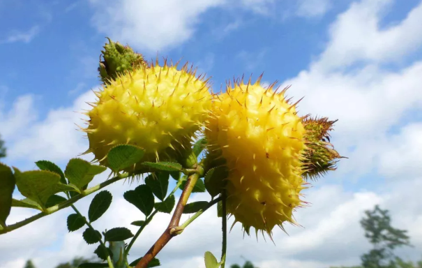 懷孕孕媽能吃刺梨嗎 懷孕吃刺梨好不好