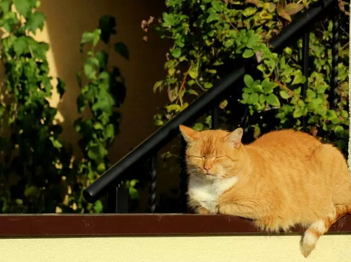 孩子隔玻璃曬太陽能長高嗎 曬太陽能隔玻璃曬嗎 孩子隔玻璃曬太陽能長高嗎 曬太陽能隔玻璃曬嗎