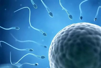 精子和卵子的結合需要什么條件 精子多久可以遇到卵子